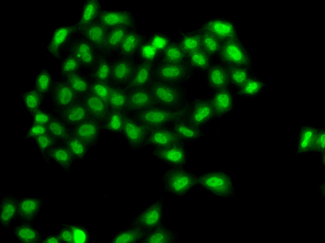 PHF11 Polyclonal Antibody