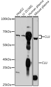 CLU antibody
