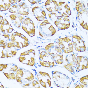 NDUFA5 Polyclonal Antibody