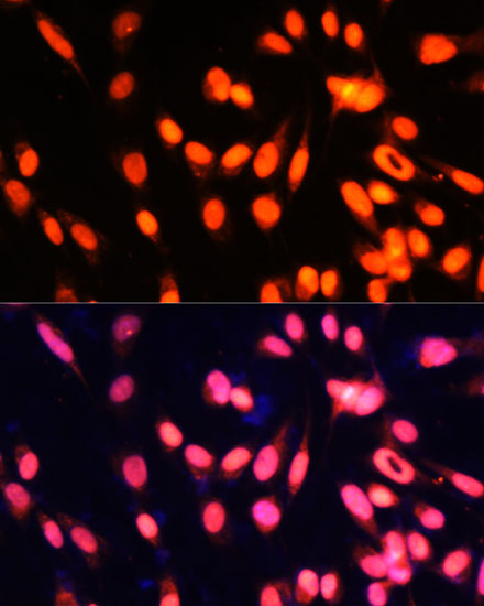 ZNF433 Polyclonal Antibody