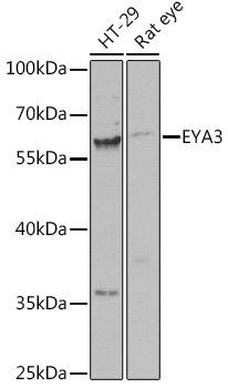 EYA3 Polyclonal Antibody