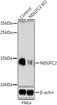 NDUFC2 Polyclonal Antibody