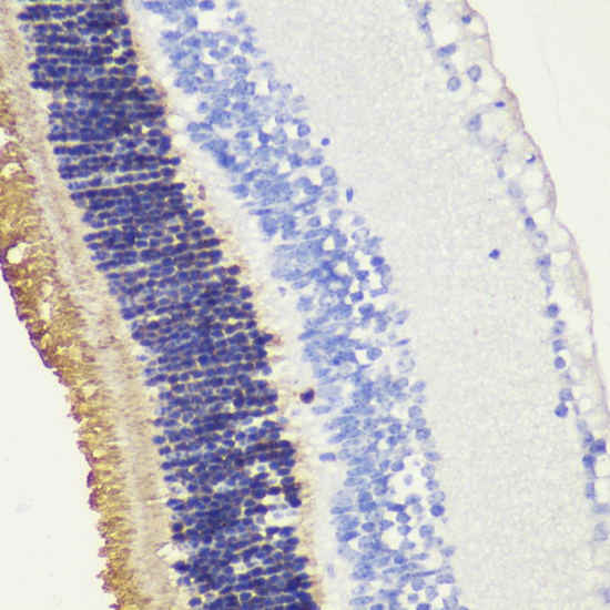 RHO Polyclonal Antibody