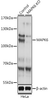 MAPK6 Polyclonal Antibody
