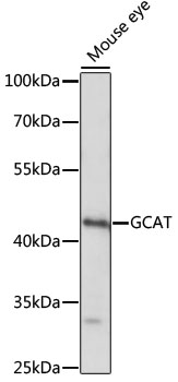 GCAT Polyclonal Antibody
