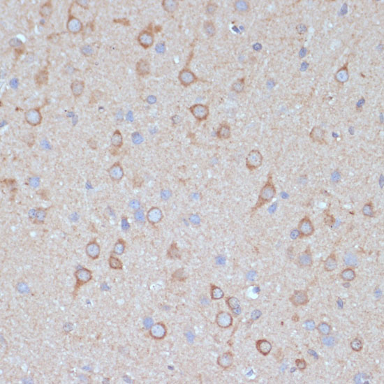 COPG2 Polyclonal Antibody
