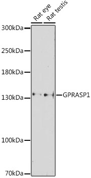 GPRASP1 Polyclonal Antibody