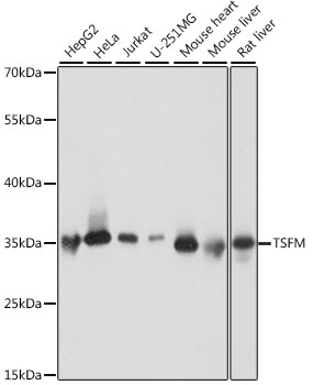 TSFM Polyclonal Antibody
