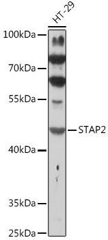 STAP2 Polyclonal Antibody