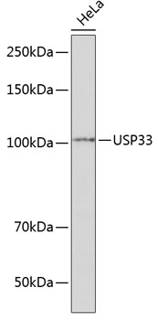 USP33 Polyclonal Antibody