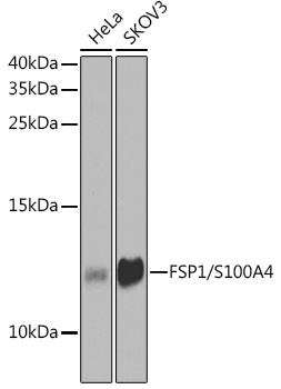 S100A4 antibody