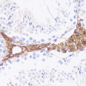 VTN antibody