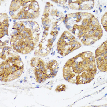 BMPR2 Polyclonal Antibody