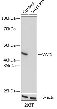 VAT1 Polyclonal Antibody