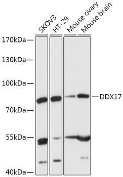 DDX17 Polyclonal Antibody
