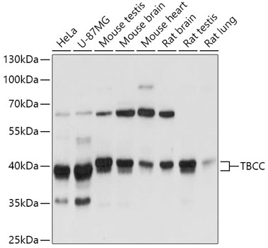 TBCC Polyclonal Antibody