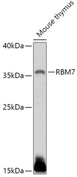 RBM7 Polyclonal Antibody