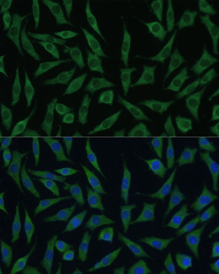 SUMF2 Polyclonal Antibody