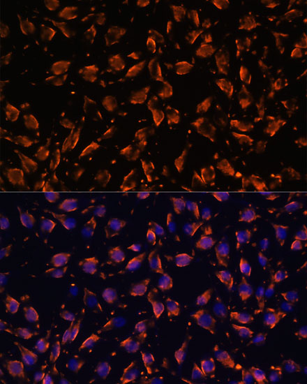 PRX Polyclonal Antibody