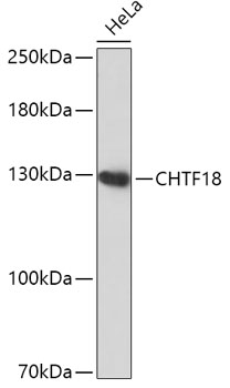 CHTF18 Polyclonal Antibody