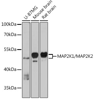 MEK1/MEK2 Polyclonal Antibody