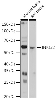 JNK1/2 Polyclonal Antibody