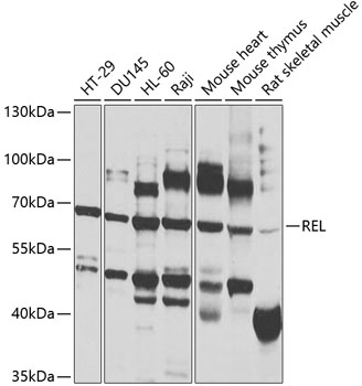 REL antibody