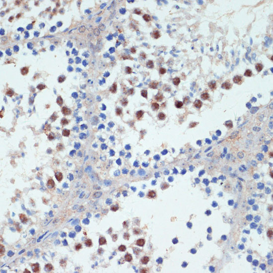 RXRG Polyclonal Antibody