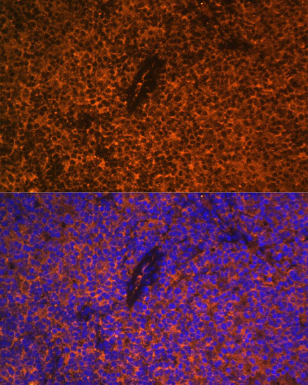 CD27 Antibody
