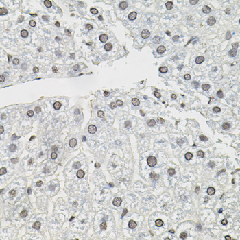 TCEB1 Rabbit Polyclonal Antibody