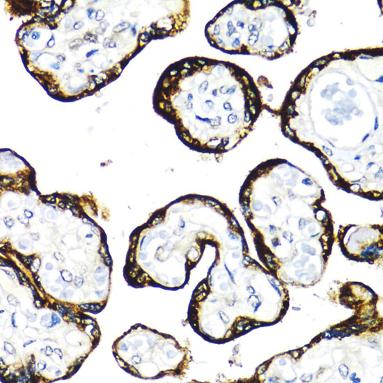 FGFR2 Antibody