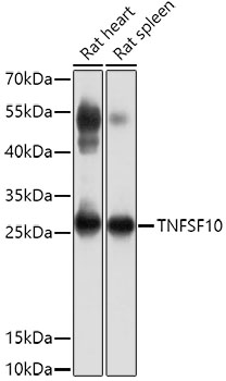 TNFSF10 antibody