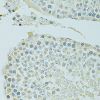 BRD3 Rabbit Polyclonal Antibody