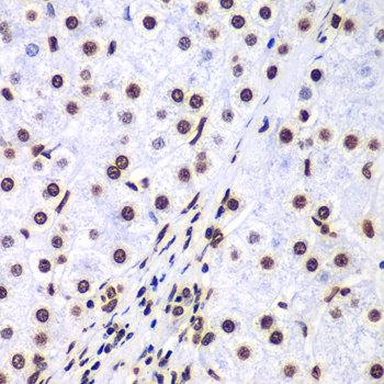Histone H3 Rabbit Polyclonal Antibody