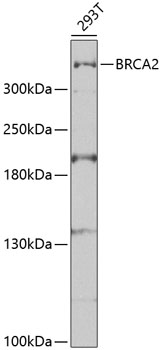 BRCA2 Rabbit Polyclonal Antibody
