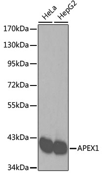 APEX1 Polyclonal Antibody