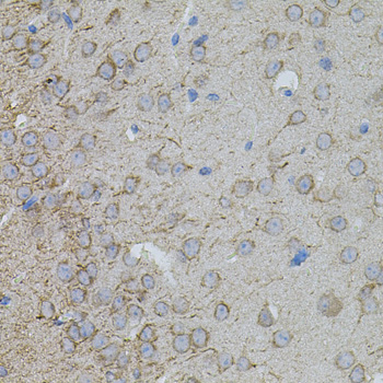 MMP10 antibody