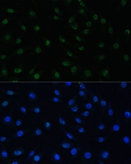 PELP1 antibody