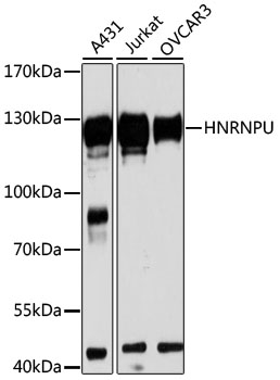 HNRNPU Rabbit Polyclonal Antibody