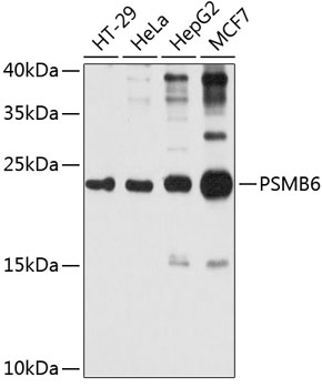 PSMB6 Polyclonal Antibody