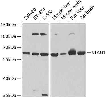 STAU1 Polyclonal Antibody