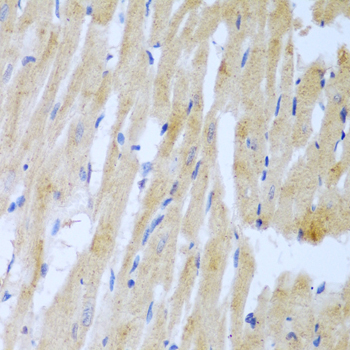 UBE2L3 Polyclonal Antibody
