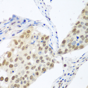 BCAS2 Rabbit Polyclonal Antibody