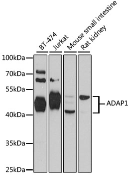 ADAP1 Rabbit Polyclonal Antibody