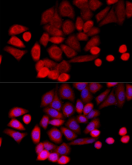 PIDD Polyclonal Antibody