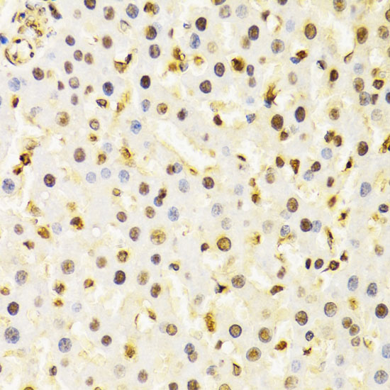 CUL4B antibody