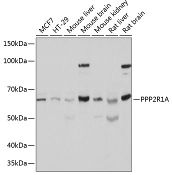 PPP2R1A Antibody