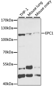 EPC1 antibody