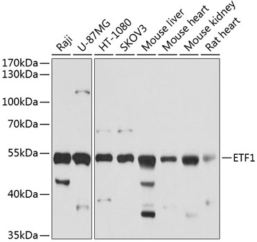 ETF1 Polyclonal Antibody