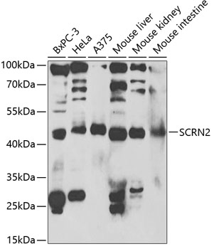 SCRN2 antibody
